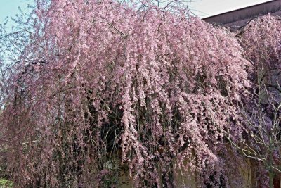 Prunus subhirtella 'Pendula' - višeň chloupkatá - kvetoucí habitus